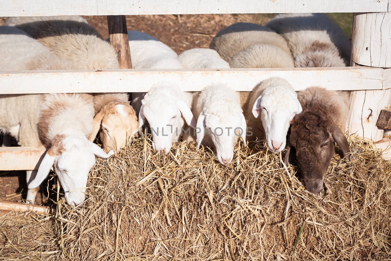 sheep head and straw by FrameAngel