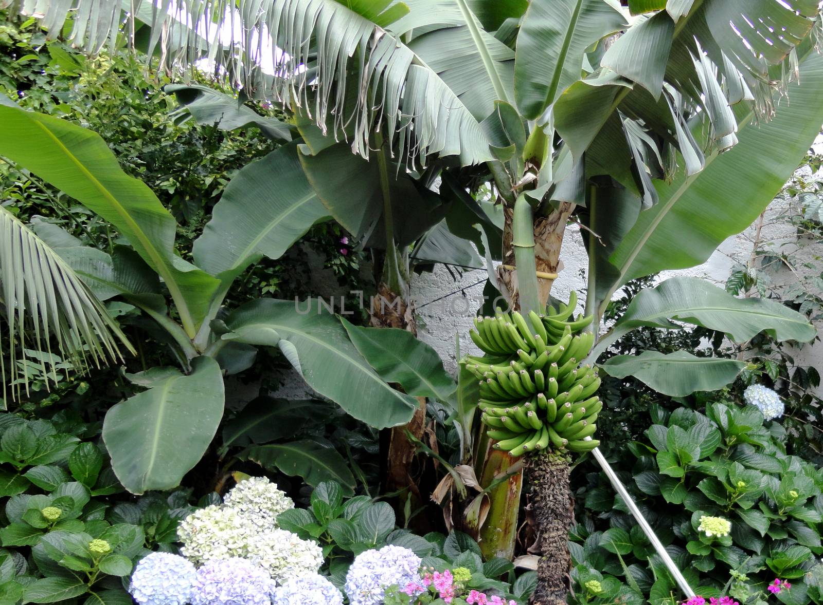 Close up view on a banana tree.

Picture taken on July 24, 2011.