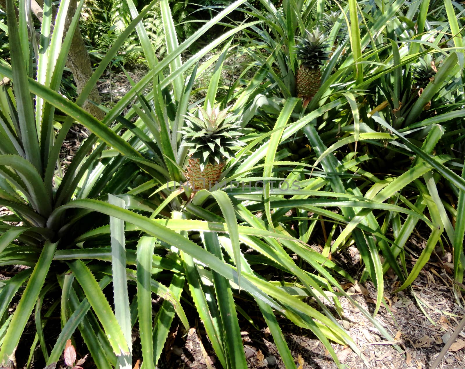 Pineapple trees with pre-mature pineapples on them, in Tenerife Island, Canary Islands, Spain.

Picture taken on July 25, 2011.