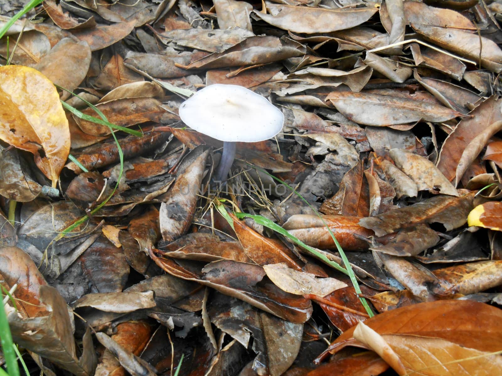 A close-up of a mushroom in the woods.

Picture taken on October 27, 2013.