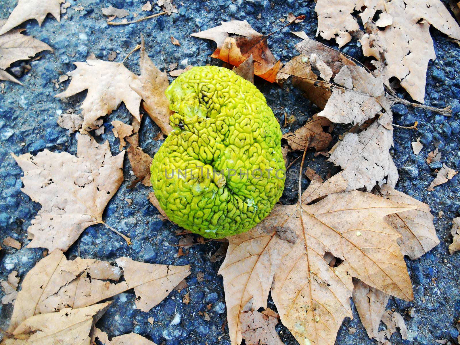 Close-up of a brain shaped green fruit, Maclura pomifera (known as Osage oranges).

Picture taken on October 28, 2013.