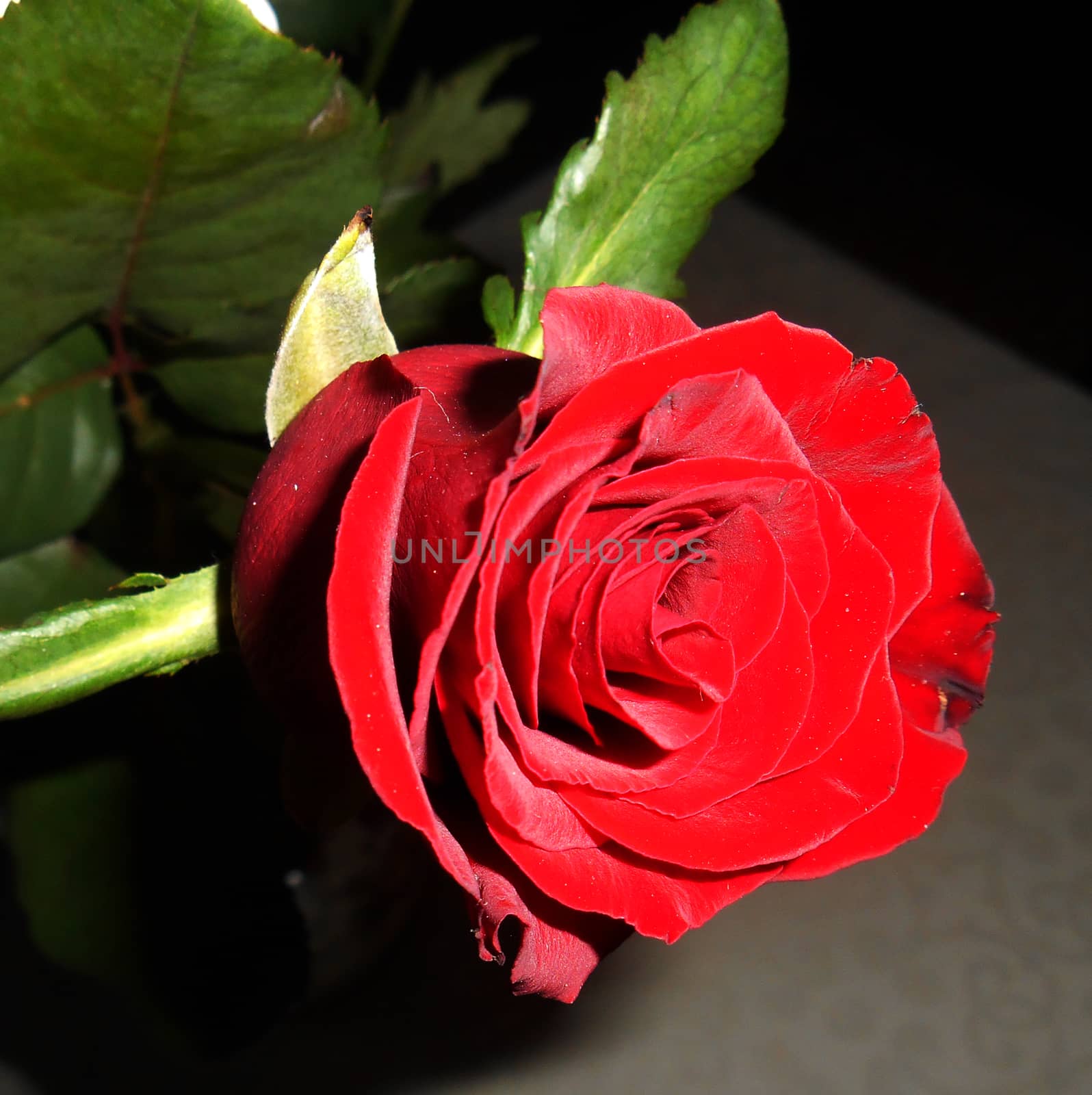 Close up of a red rose.

Picture taken on October 20, 2014.