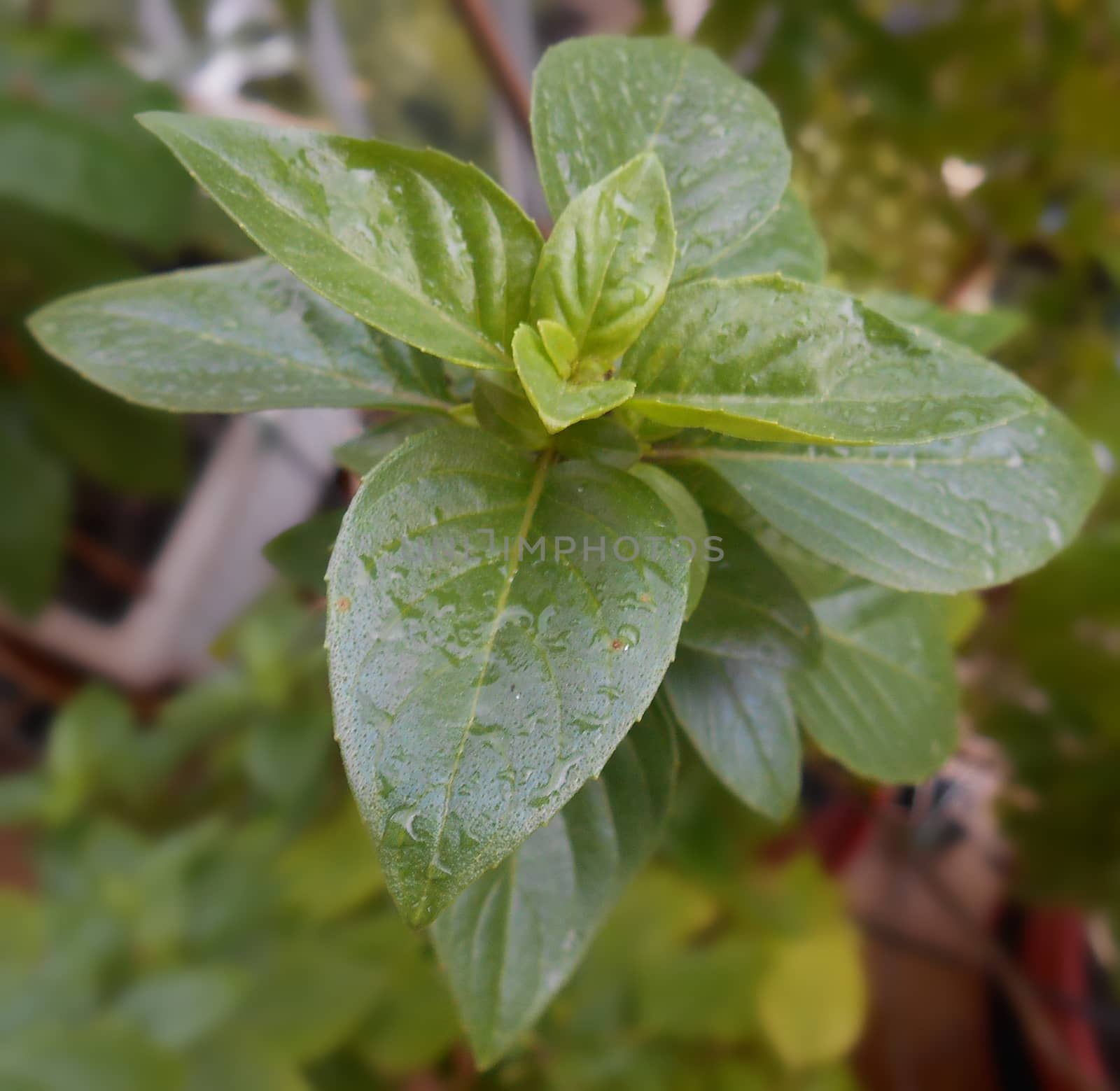 Close up of basil leaves after the rain, with blurred background.

Picture taken on October 23, 2014.