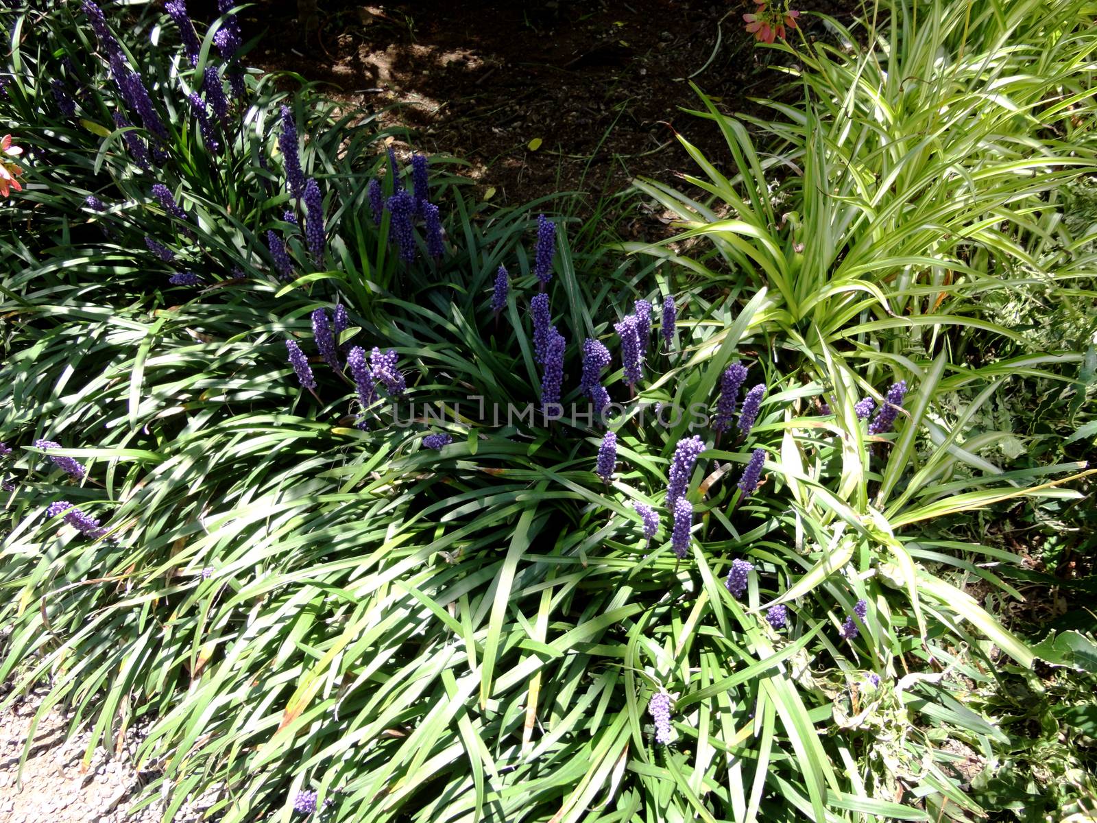 Lovely Lavender leaves.

Picture taken on July 25, 2011