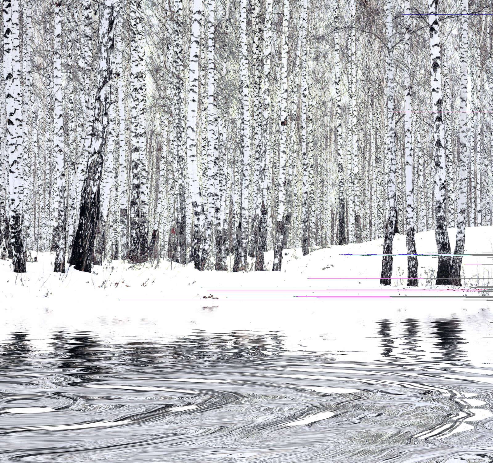 Birch forest in winter by Nobilior