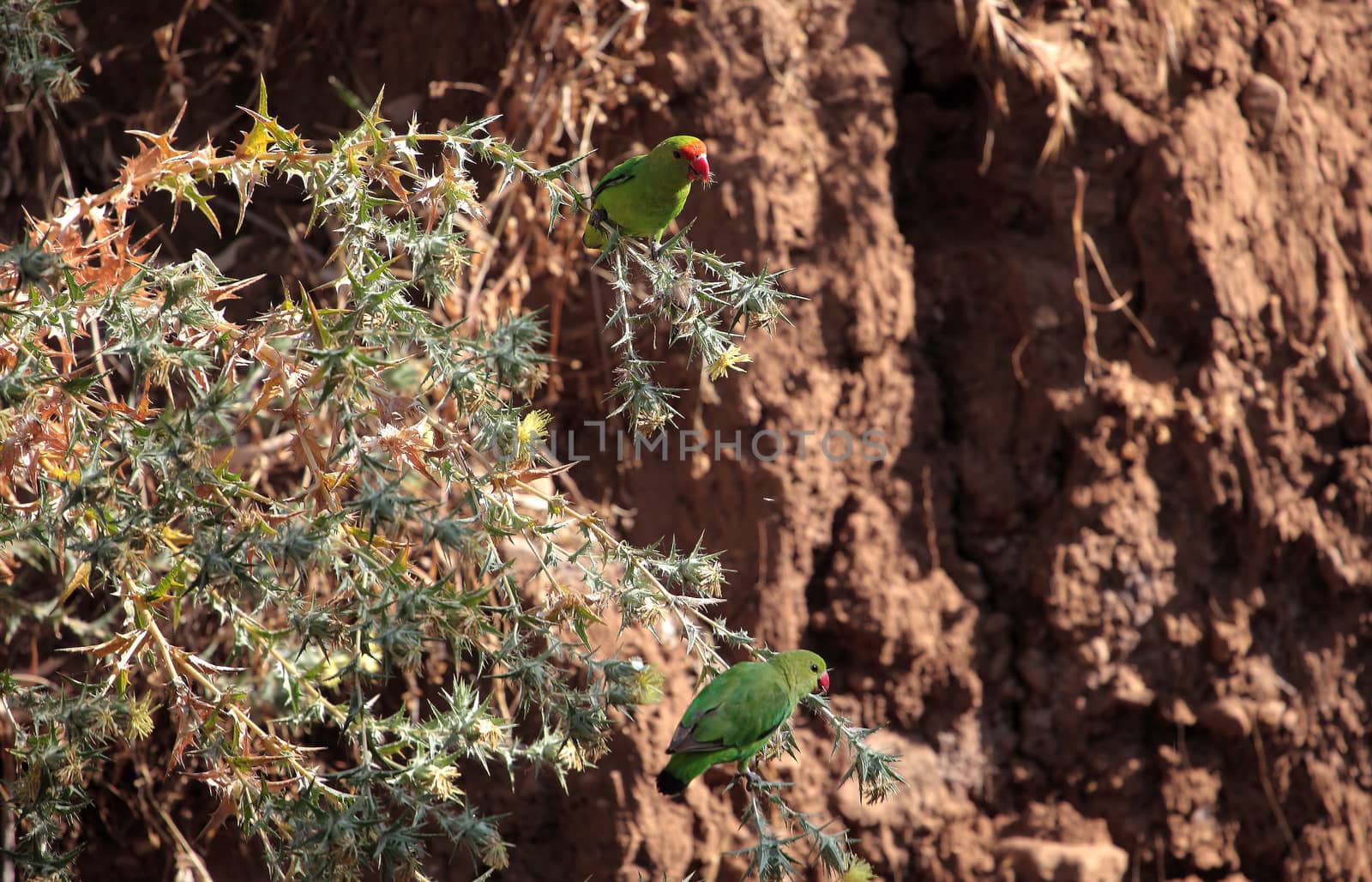 Black-winged Lovebirds (Agapornis taranta) on a bush in Ethiopia.