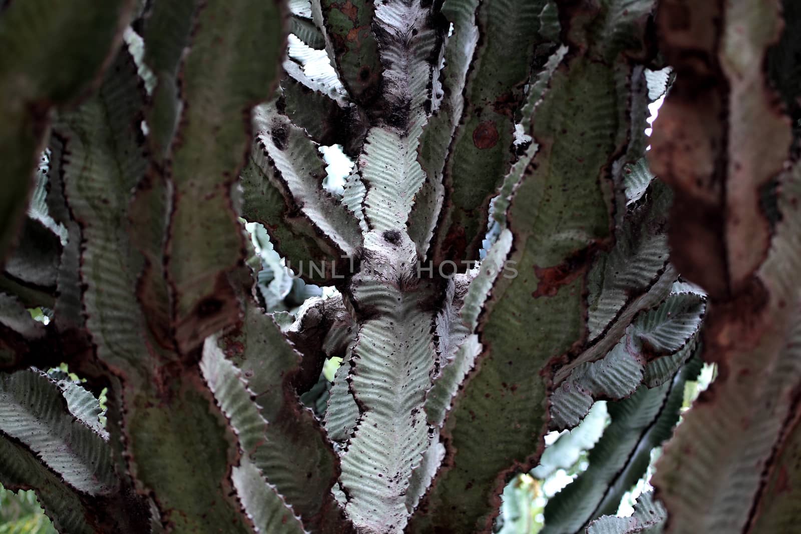 Euphorbia Tree (Euphorbia abyssinica) in Ethiopia. by CWeiss