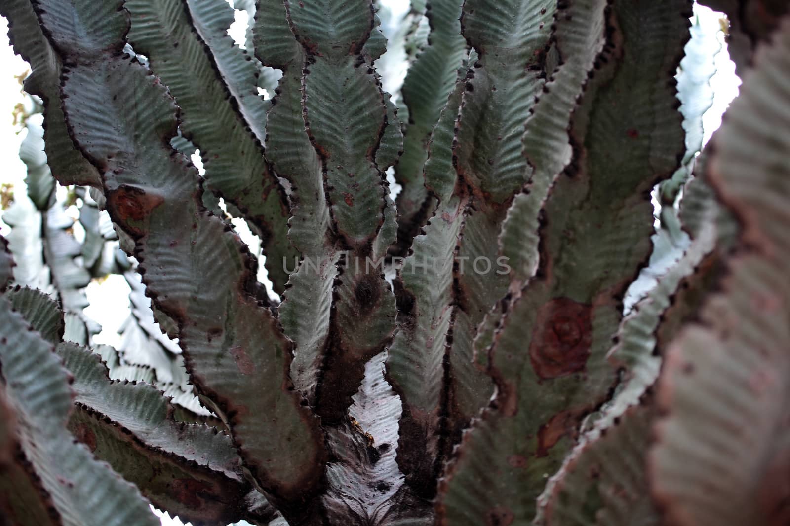 Euphorbia Tree (Euphorbia abyssinica) in Ethiopia. by CWeiss