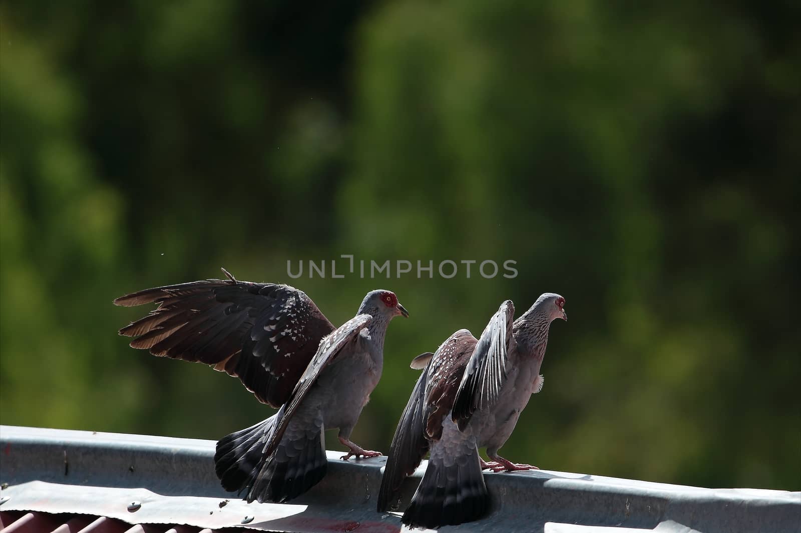 Speckled Pigeons (Columba guinea) in Ethiopia.