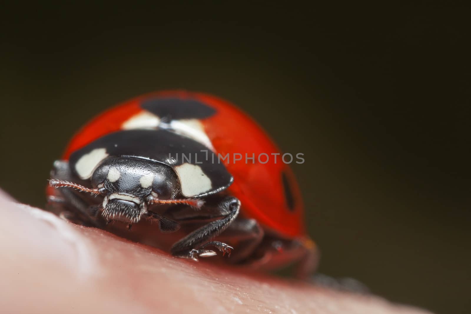 Macro picture of a ladybug on a human hand