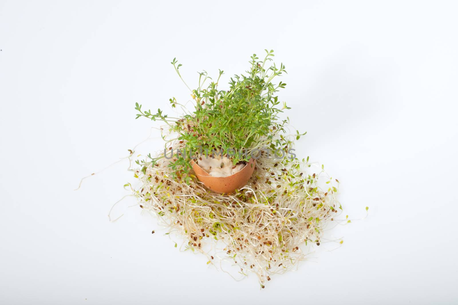 Fresh Alfalfa Sprouts and Spring Easter Egg by wjarek