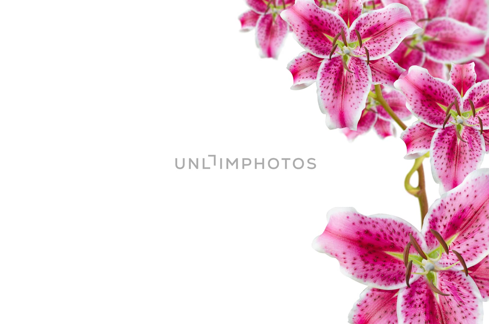 pink lily flowers  over white for background