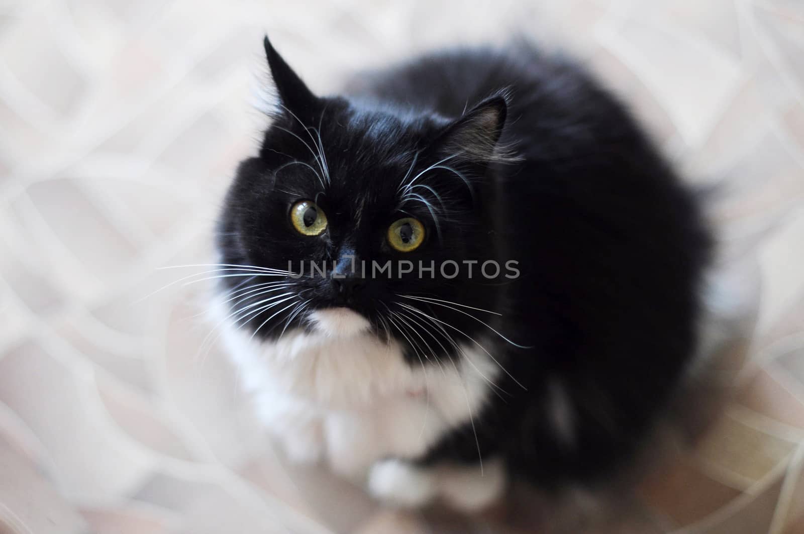 The black-and-white fluffy cat with white moustaches looks in a  by veronka72