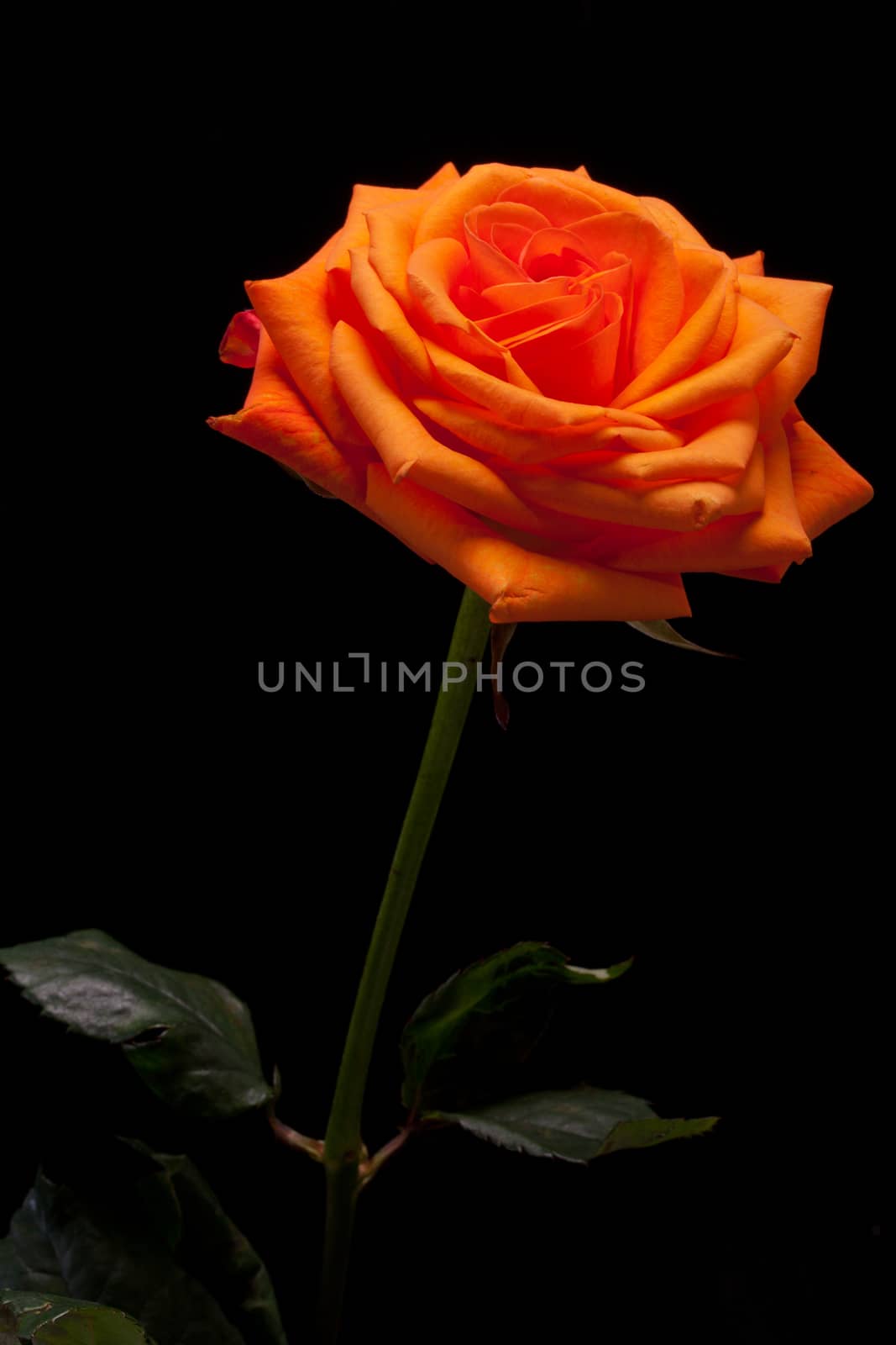  orange rose  by wjarek