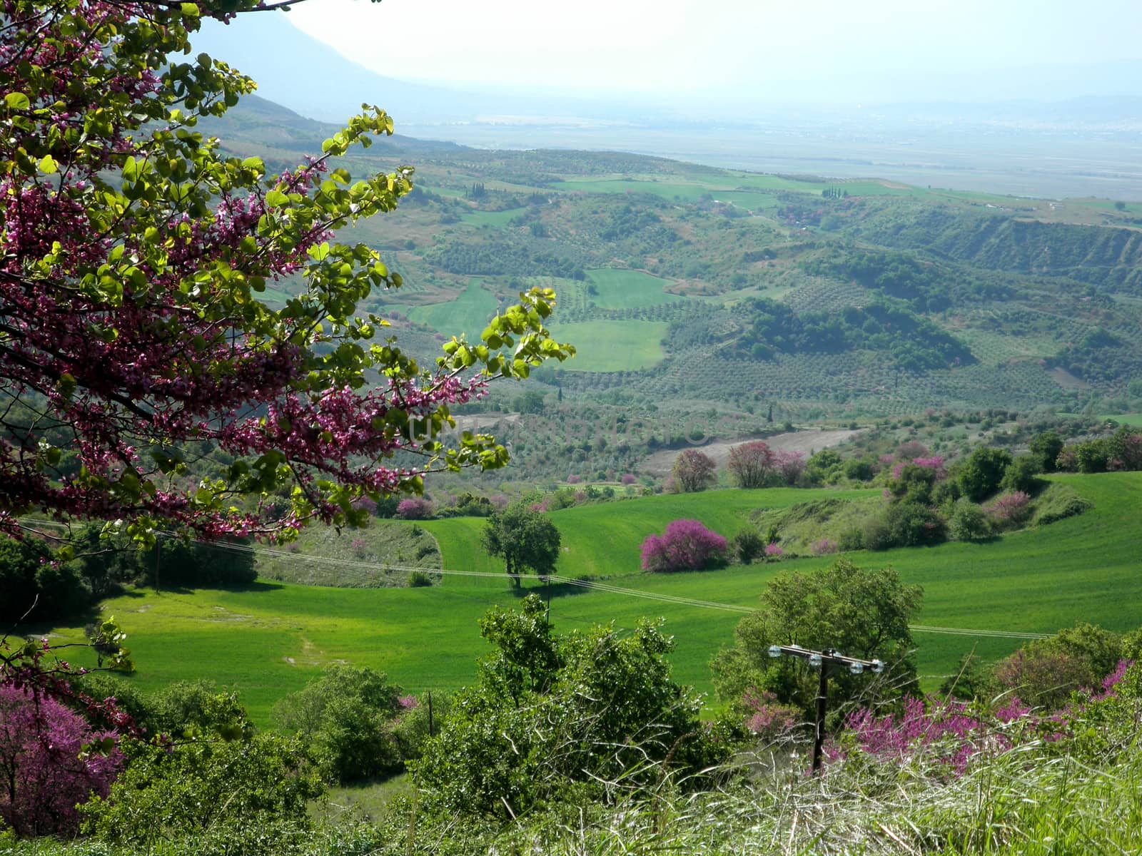 Panoramic view of a green Greek meadow in central Greece.

Picture taken on April 20, 2012.