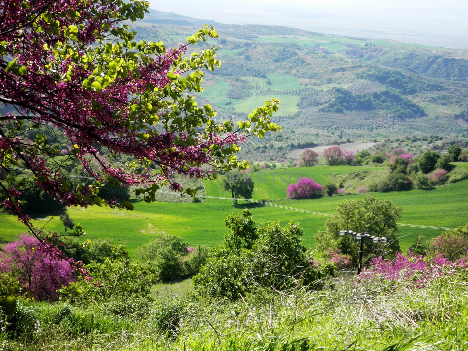 Panoramic view of a green Greek meadow in central Greece.

Picture taken on April 20, 2012.