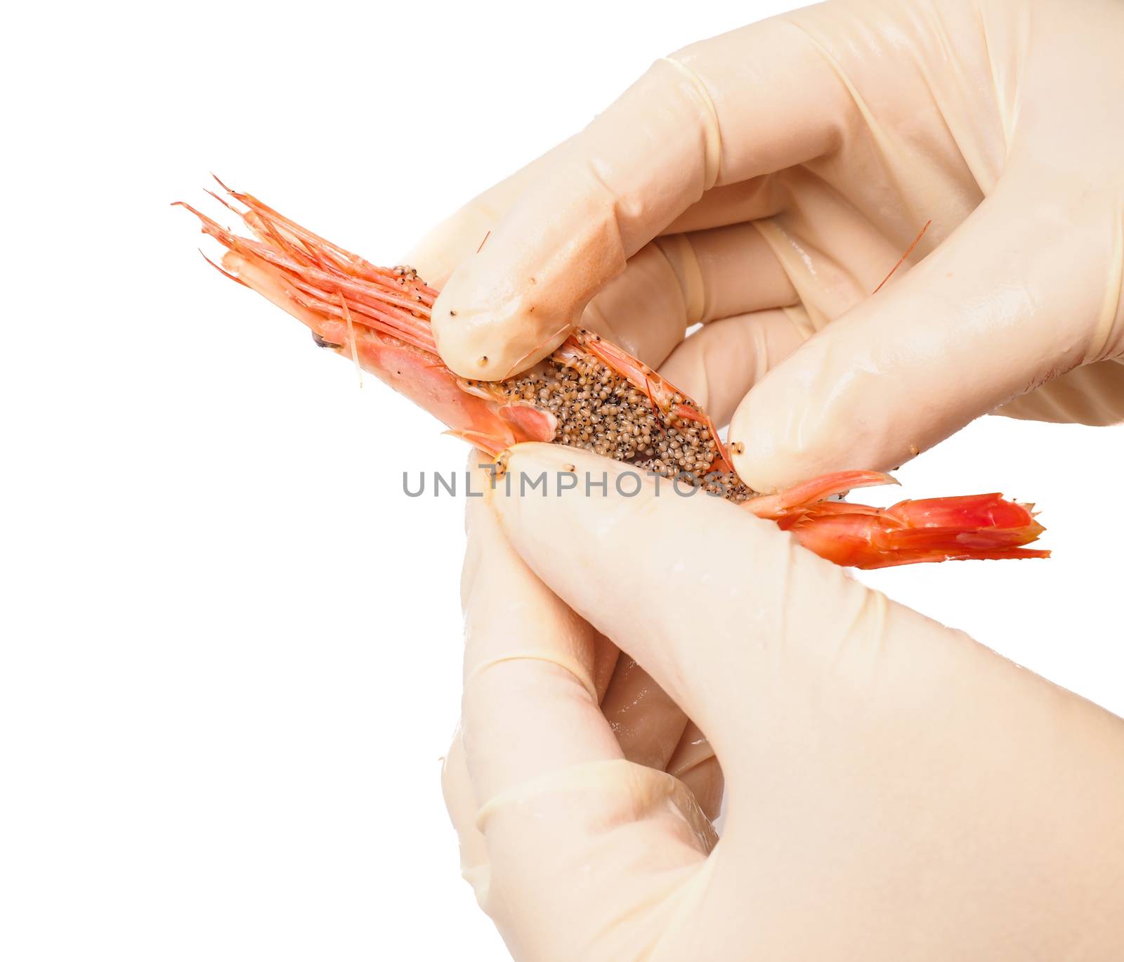 Hands wearing rubber gloves peeling pink boiled shrimp isolated on white