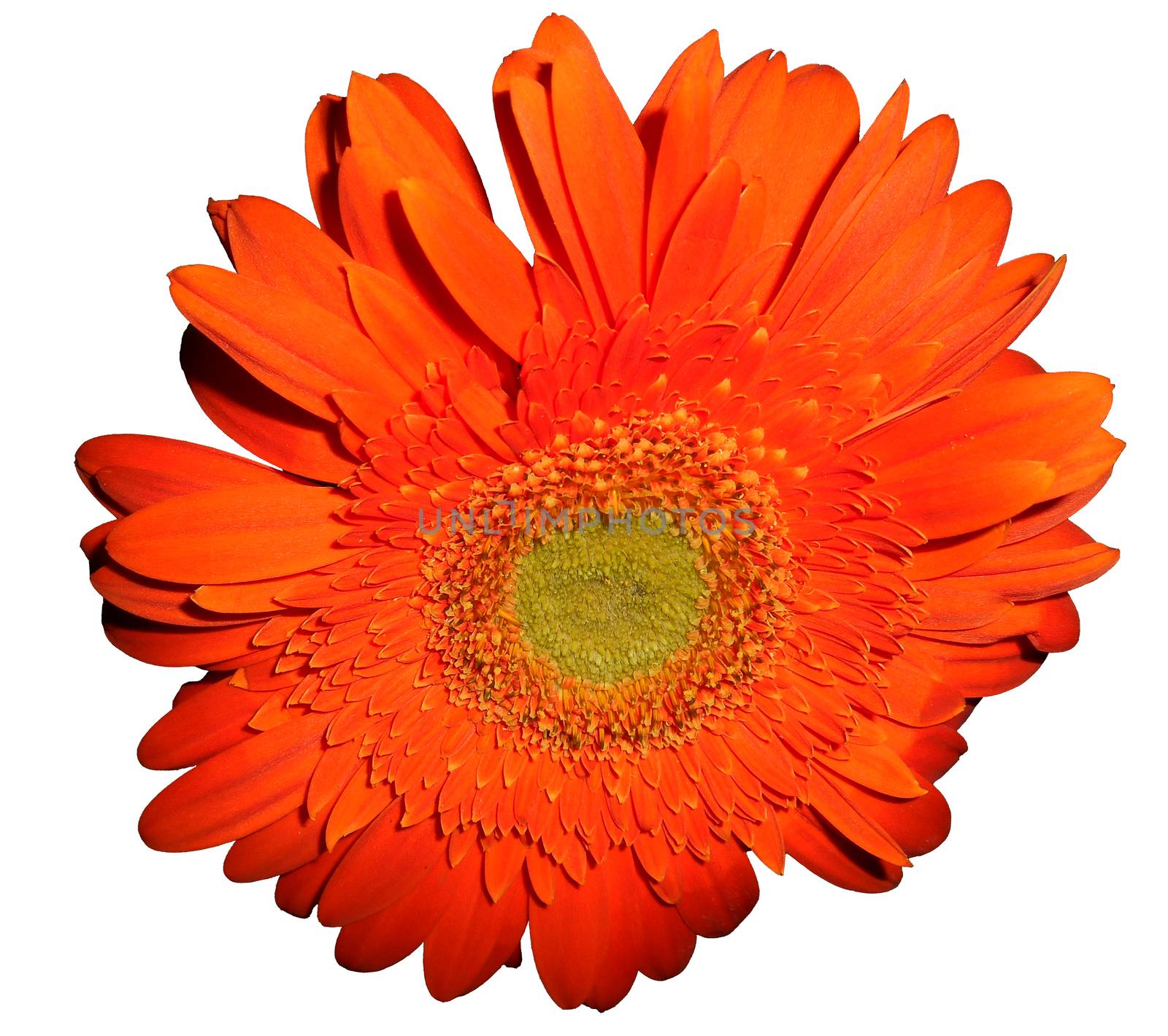 Isolated close up view of a orange daisy.

Picture taken on October 20, 2014.