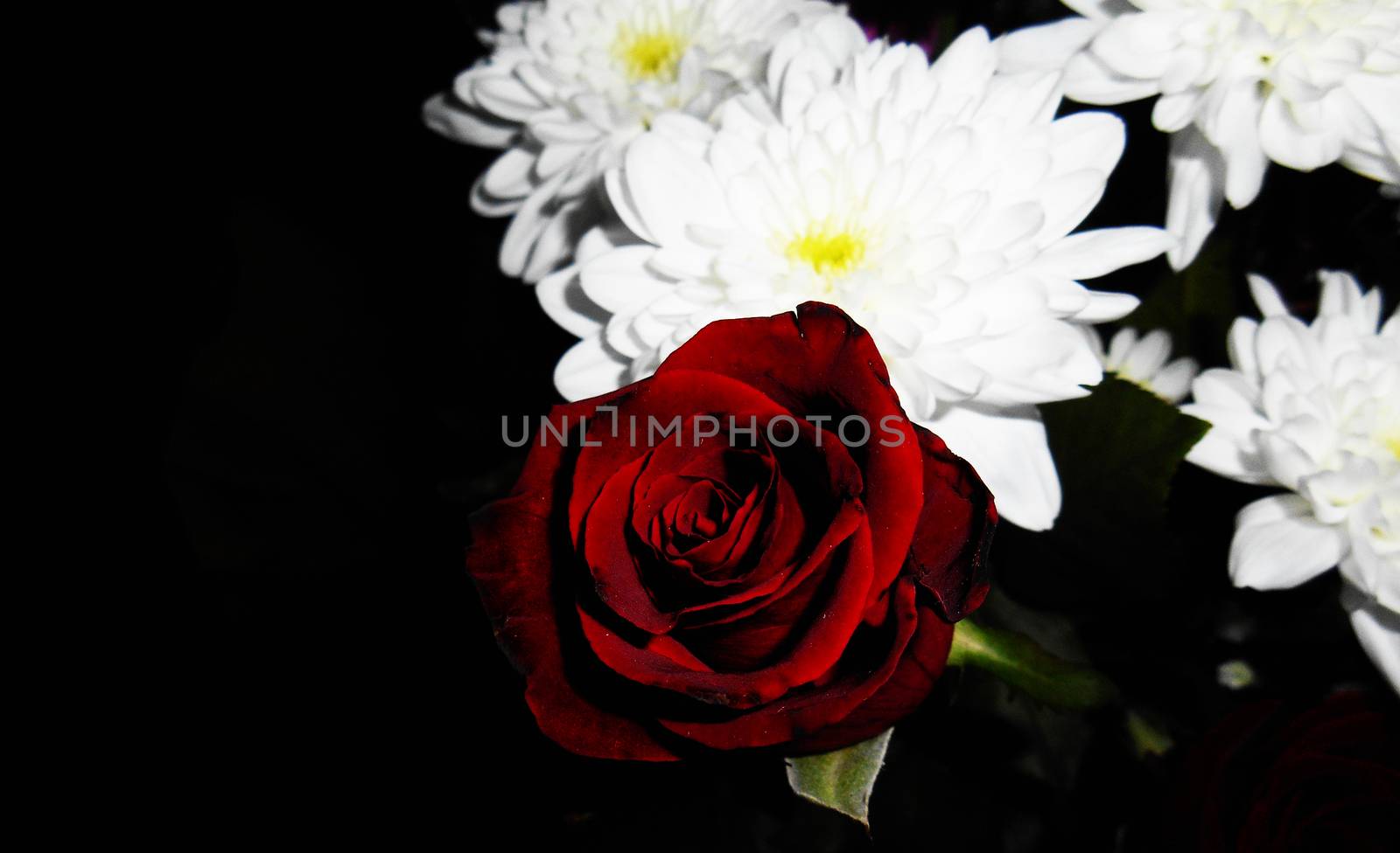 Close up view of a red rose and white flowers on a black background.

Picture taken on October 20, 2014.