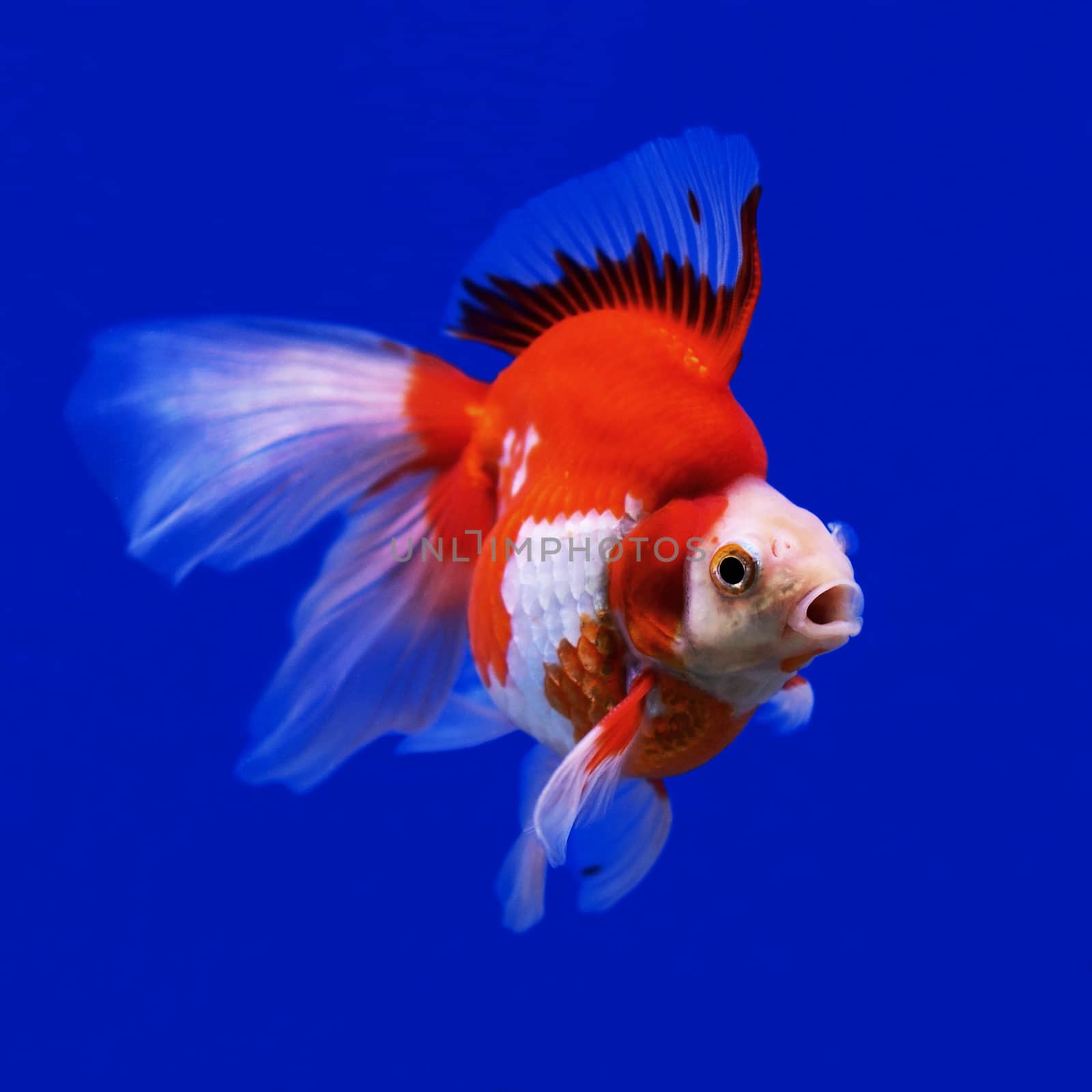 beautiful goldfish in the aquarium