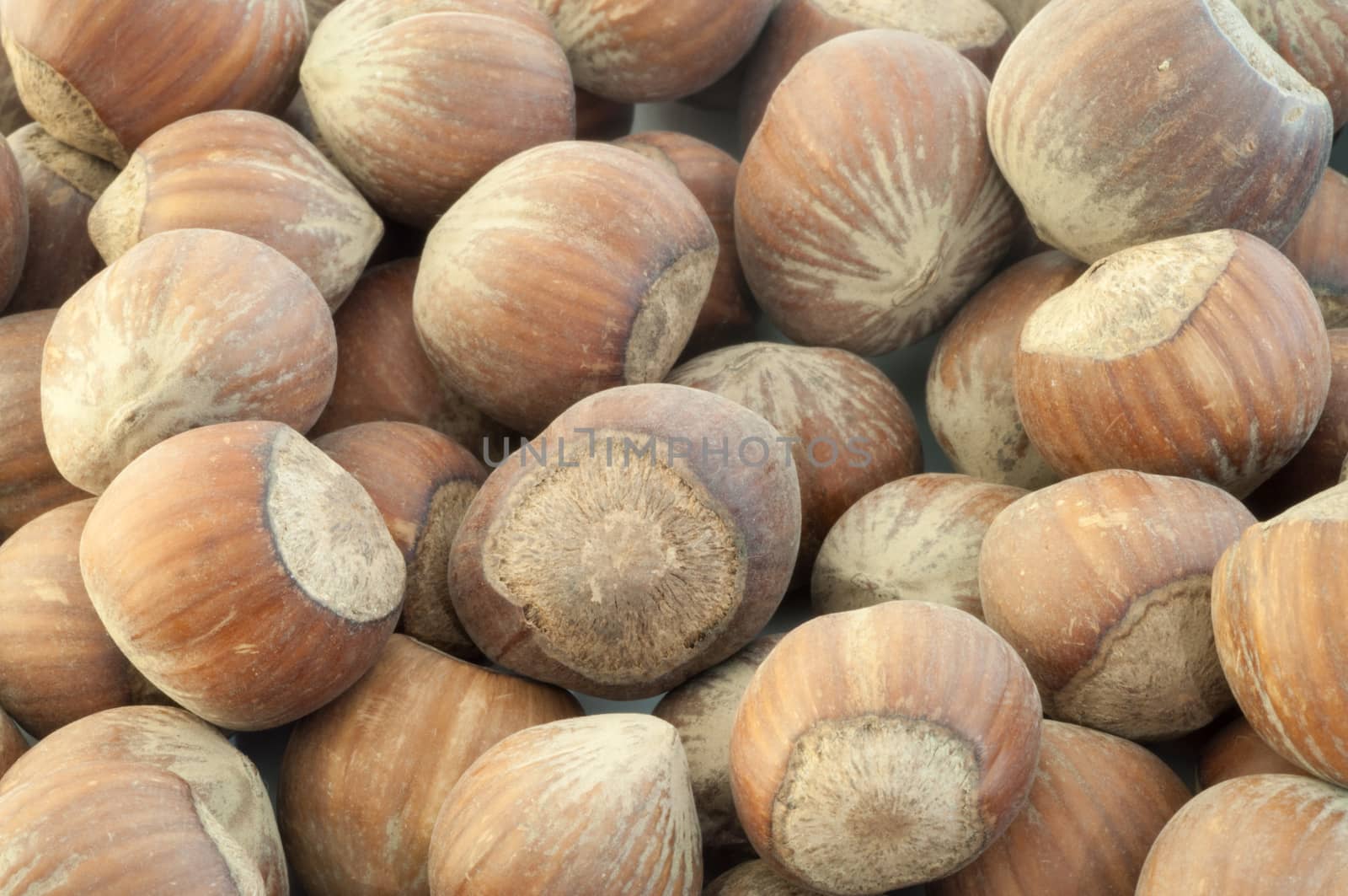 beautiful macro background of harvest of hazelnuts