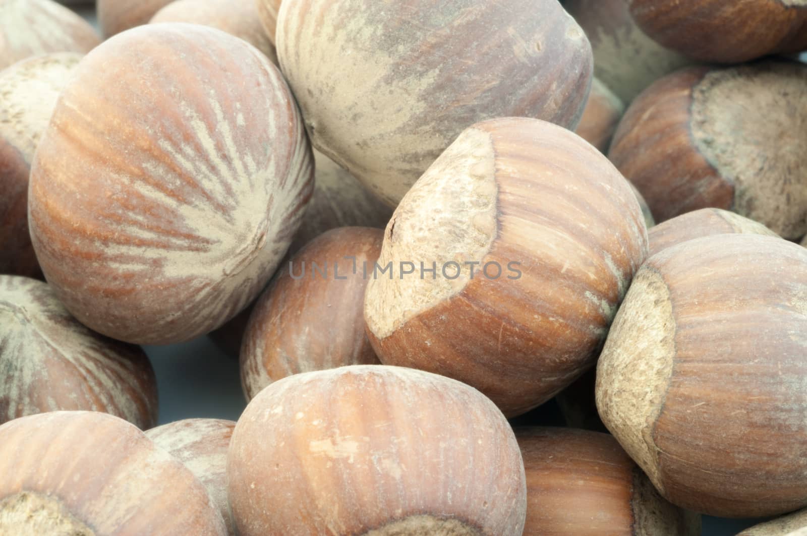 beautiful macro background of harvest of hazelnuts
