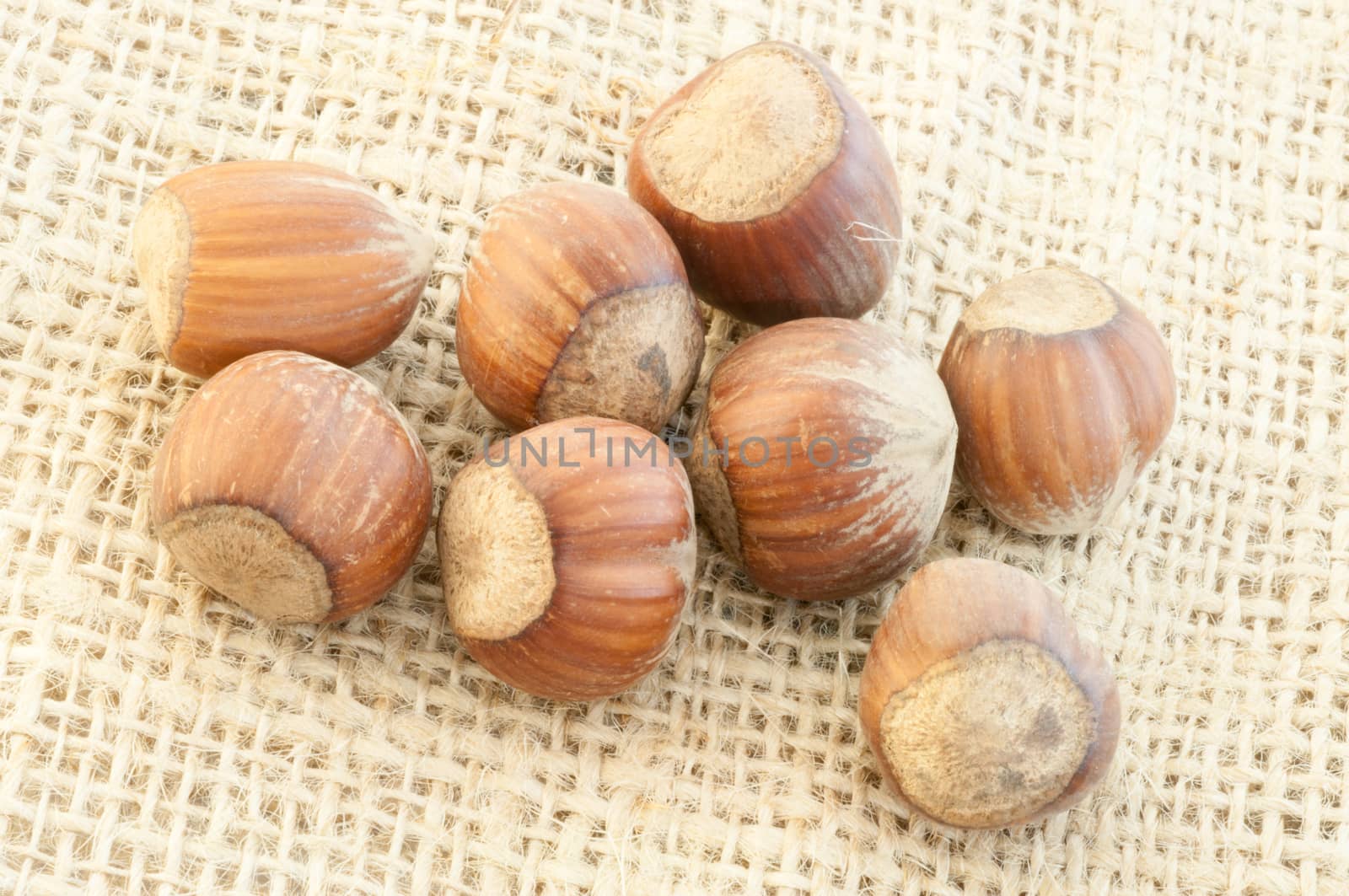 beautiful macro of  hazelnuts on jute background