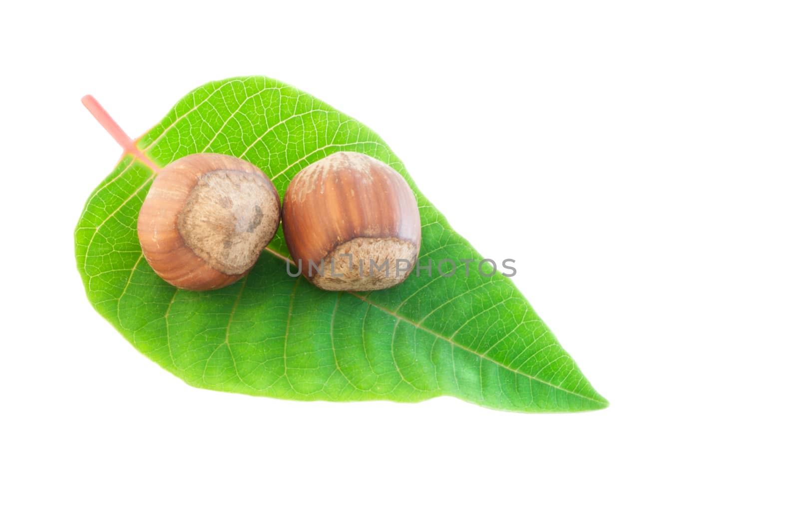 beautiful macro of  hazelnuts wiht green leaf isolated in studio