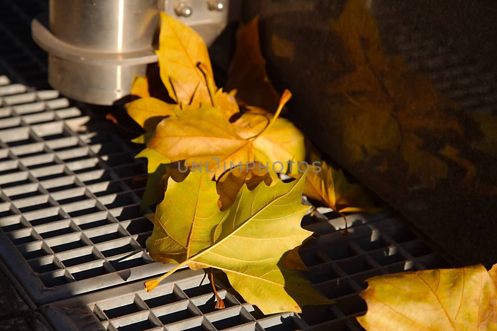 Fallen leaves on the street