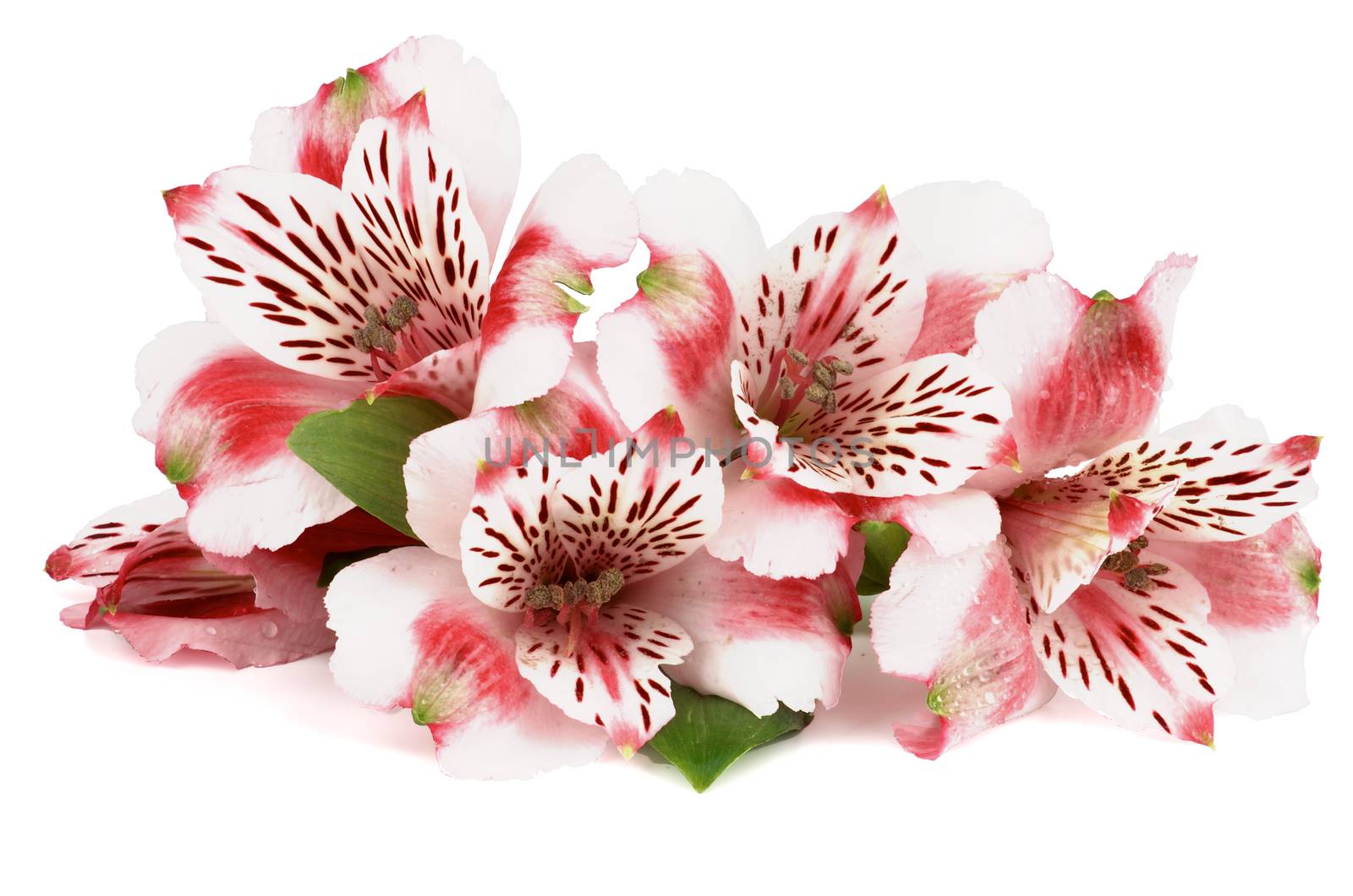 Five Beauty Pink Alstroemeria isolated in white background