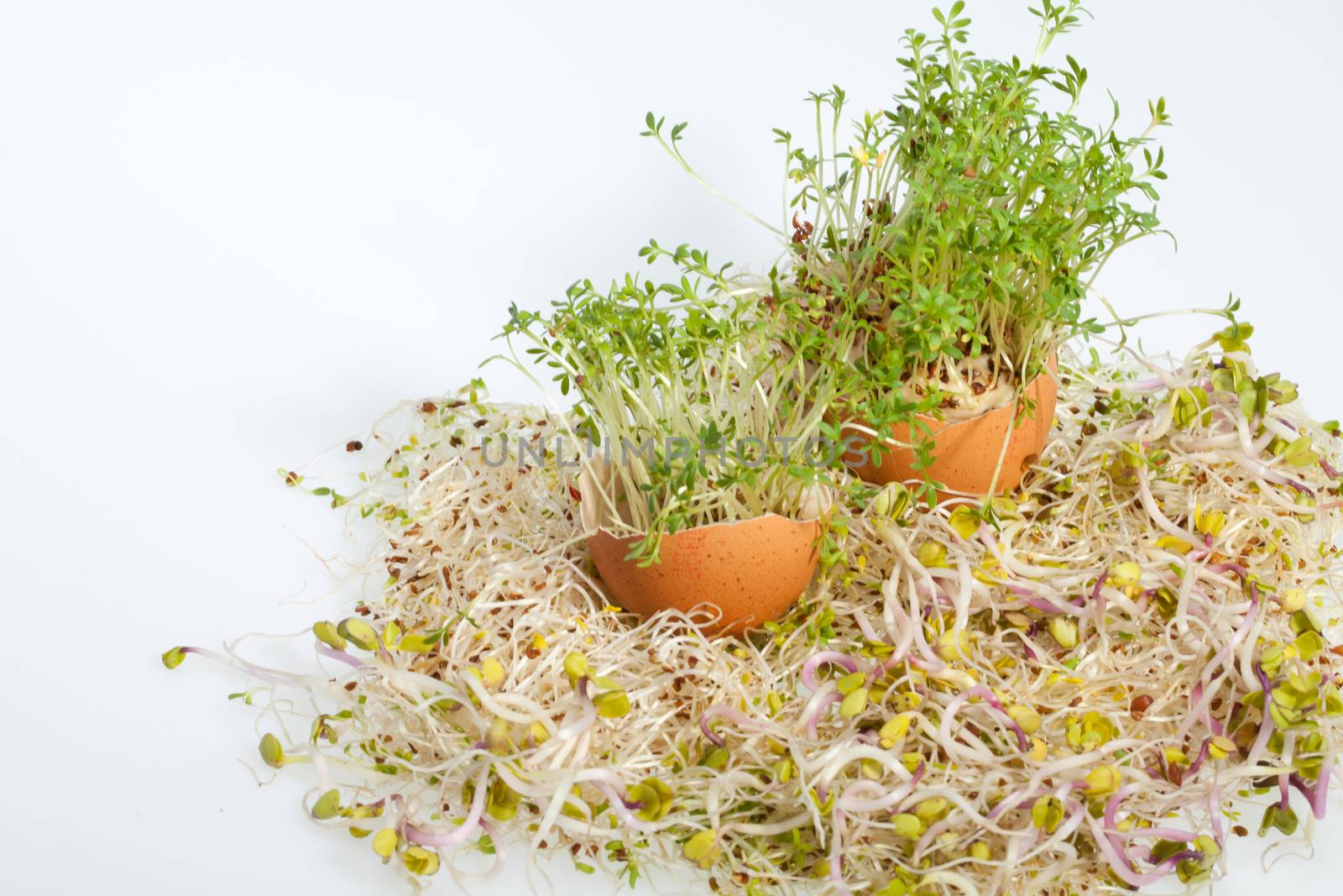 Fresh Alfalfa Sprouts and Spring Easter Egg by wjarek