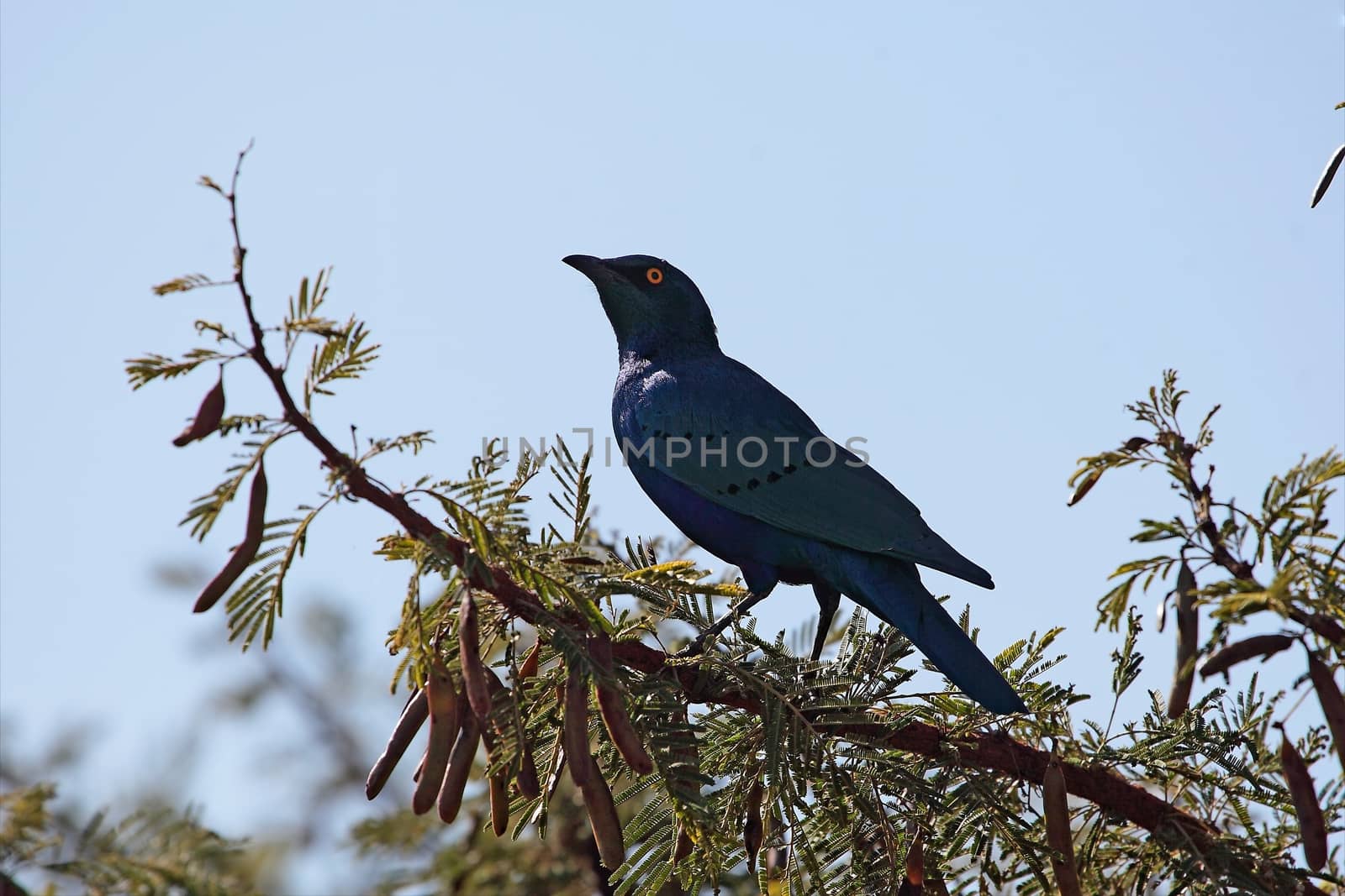 Greater Blue-eared Glossy-Starling (Lamprotornis chalybaeus) by CWeiss