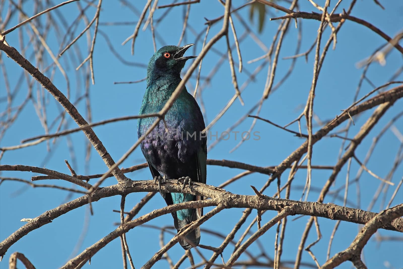A Greater Blue-eared Glossy-Starling (Lamprotornis chalybaeus) in the Ethiopian Mountains.