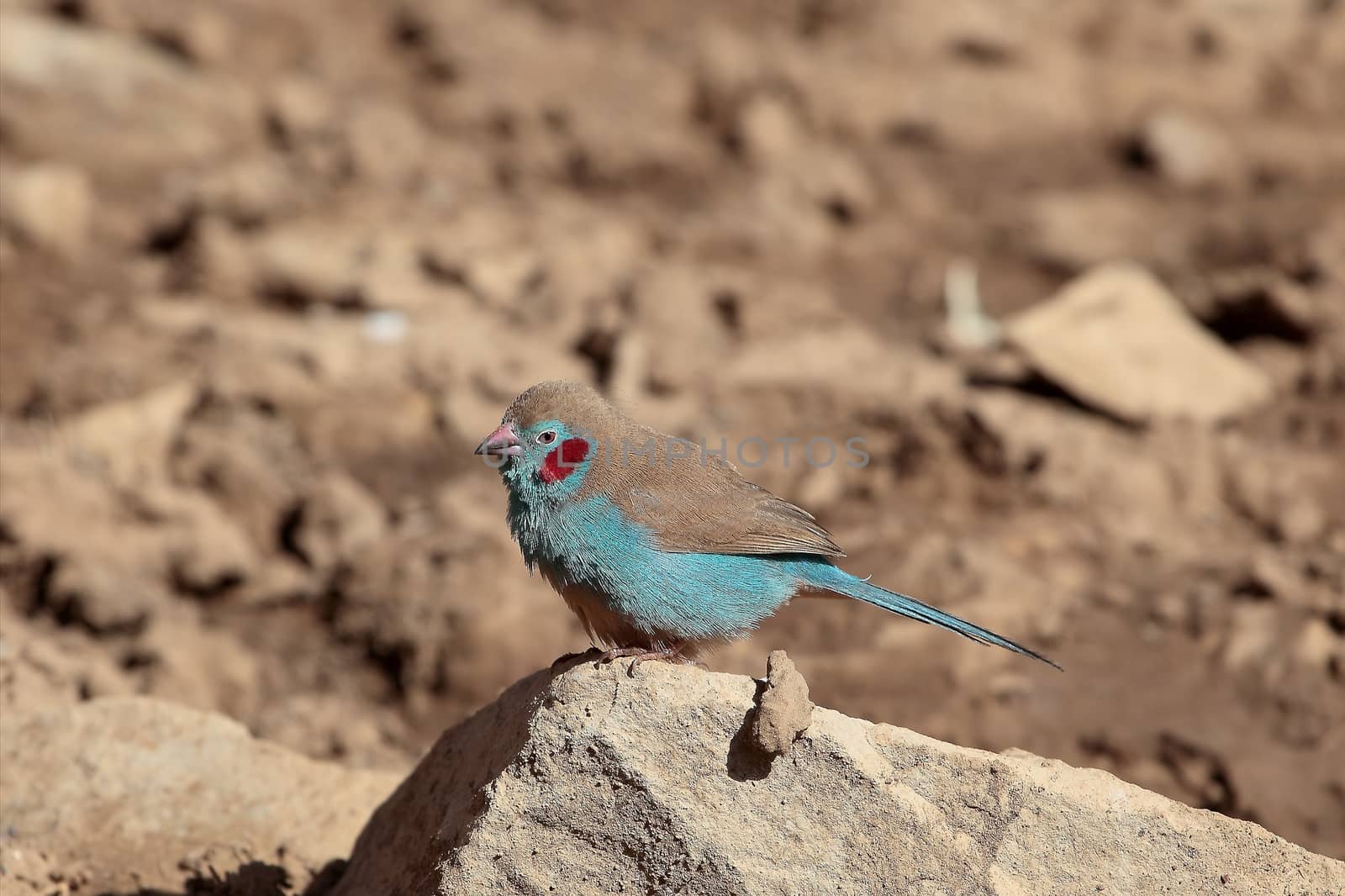A Red-cheeked Cordon-bleu in the Ethiopian Mountains.