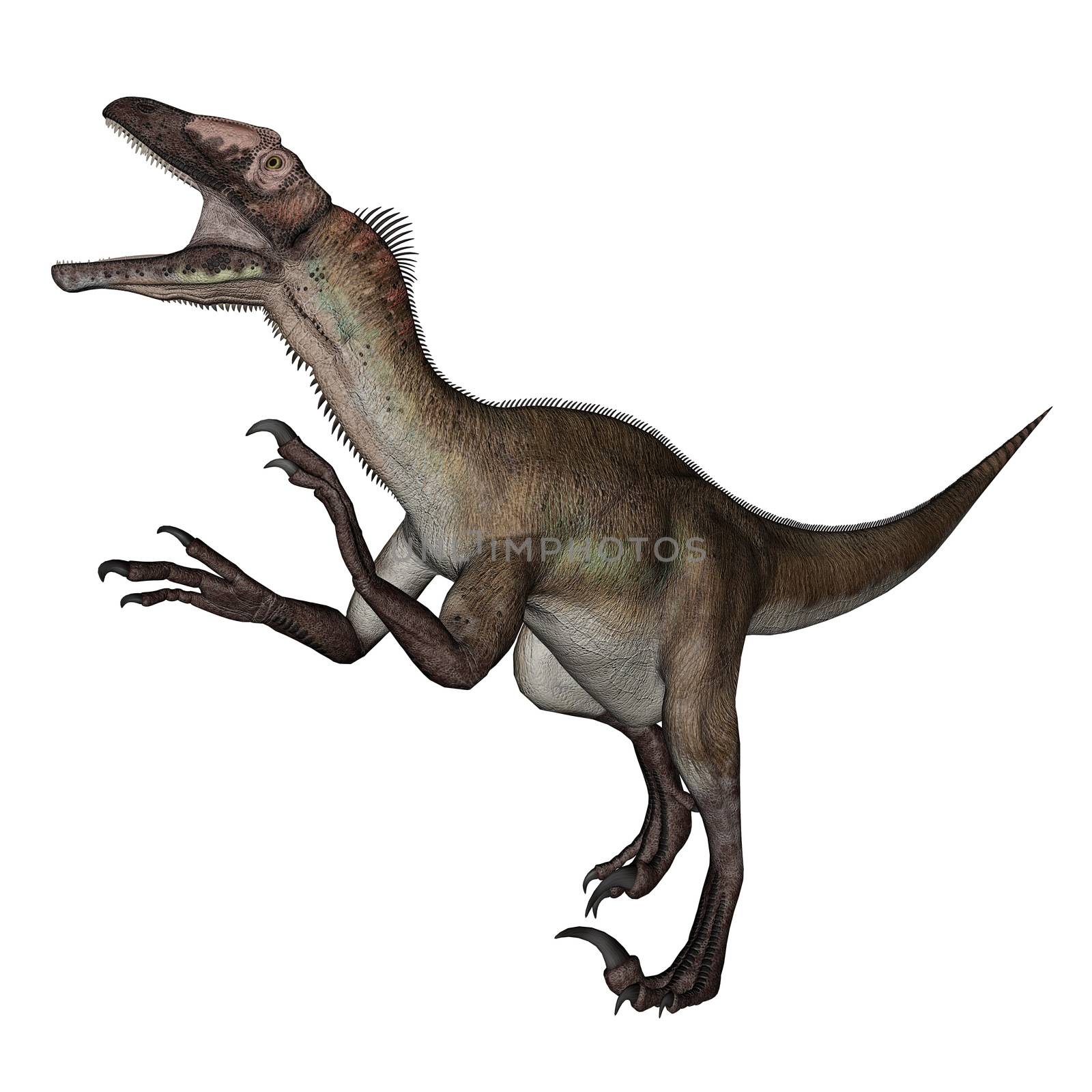 Utahraptor dinosaur roaring in white background- 3D render