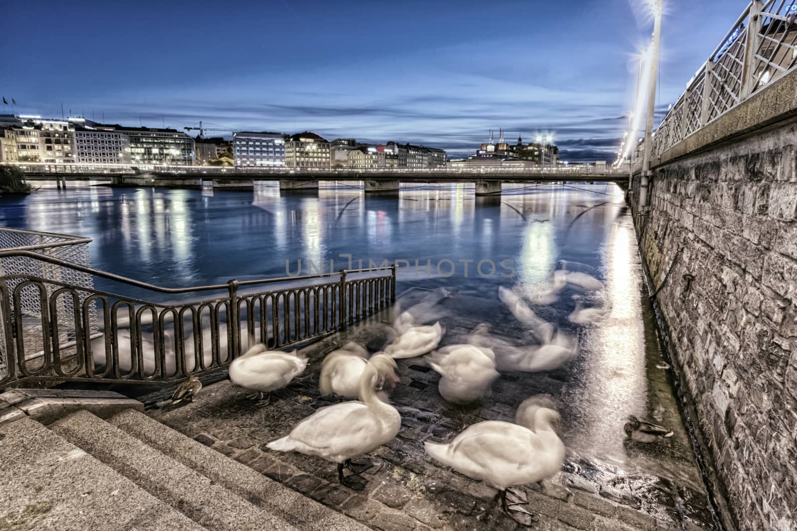 Swans shadows at Geneva lake and bridge, Switzerland by Elenaphotos21