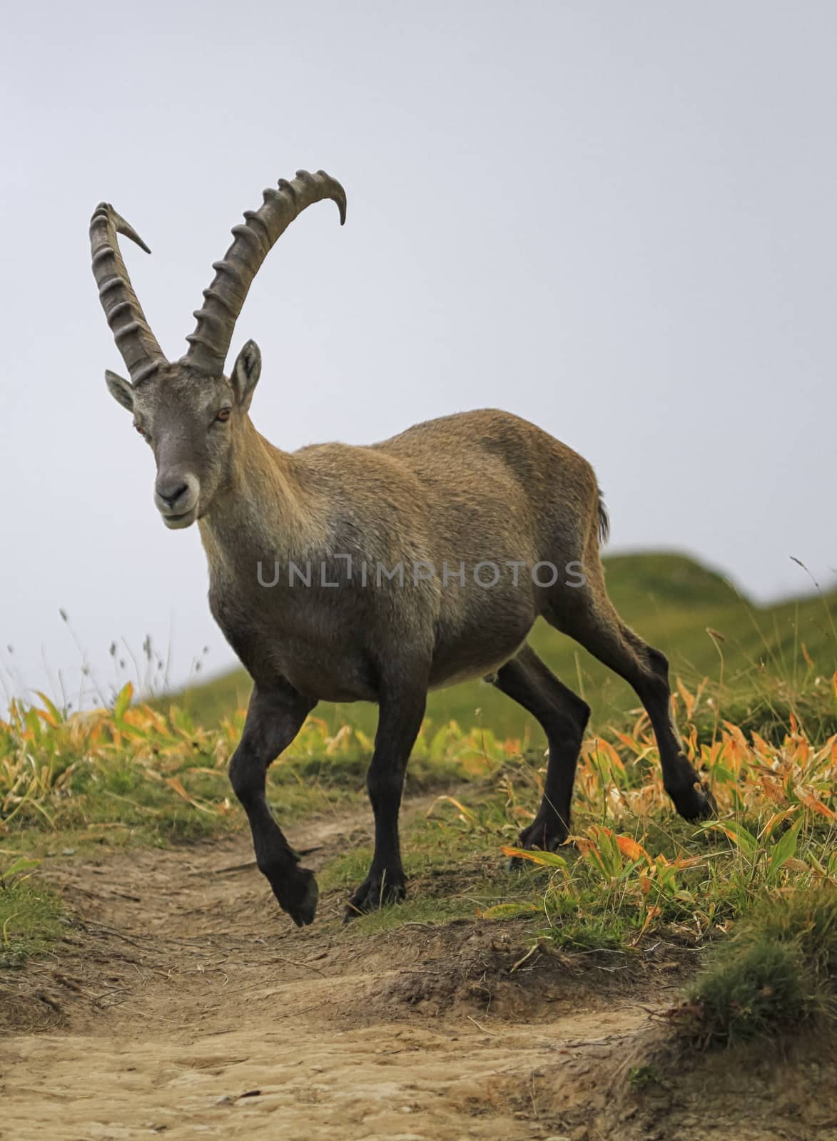 Male wild alpine ibex, capra ibex, or steinbock walking in Alps mountain, France