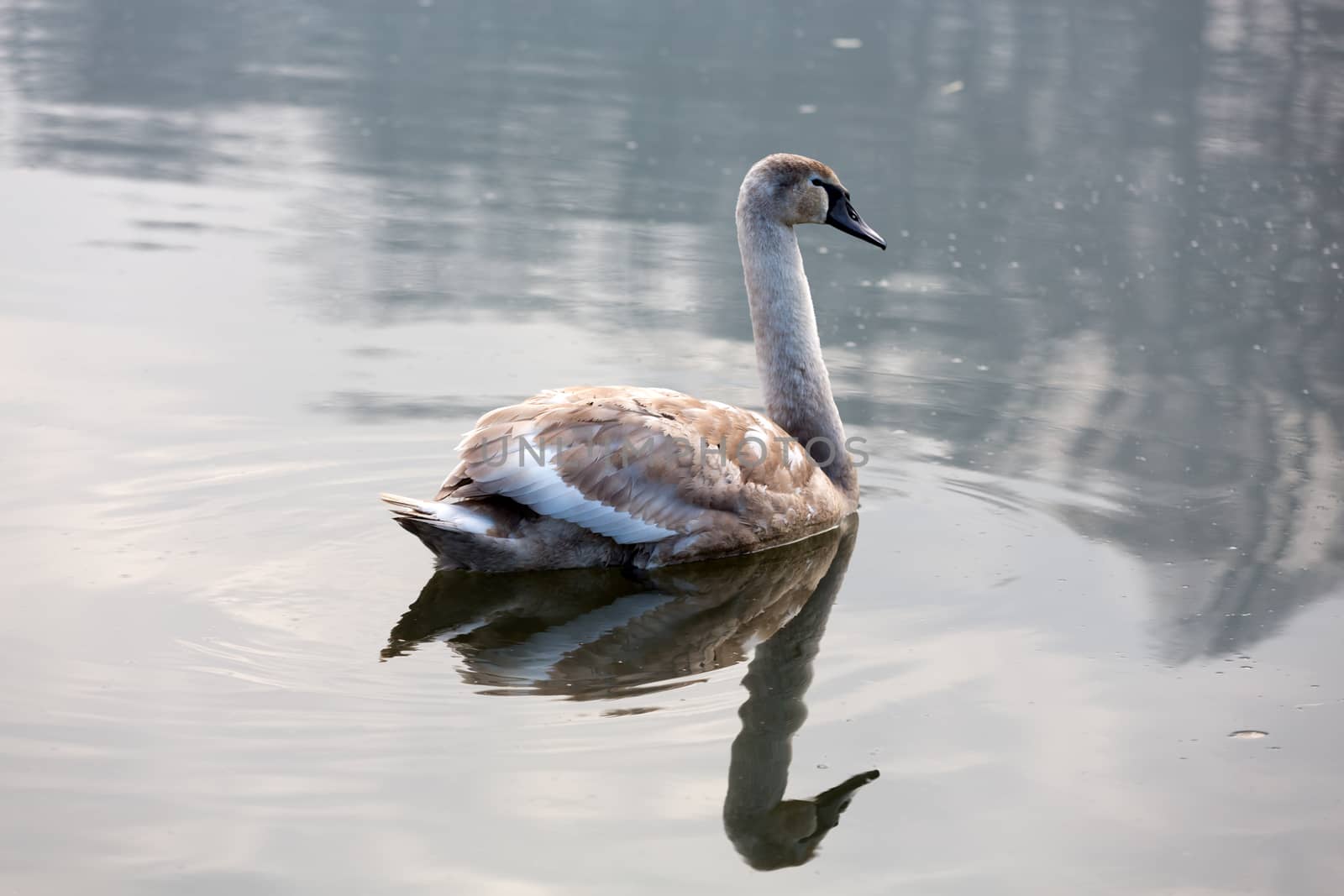 Beautiful white swans floating on the water by wjarek