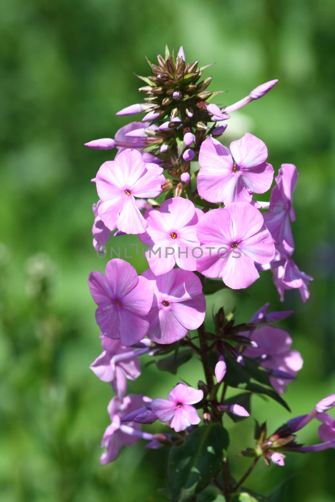 A pink flowering Phlox (Phlox)