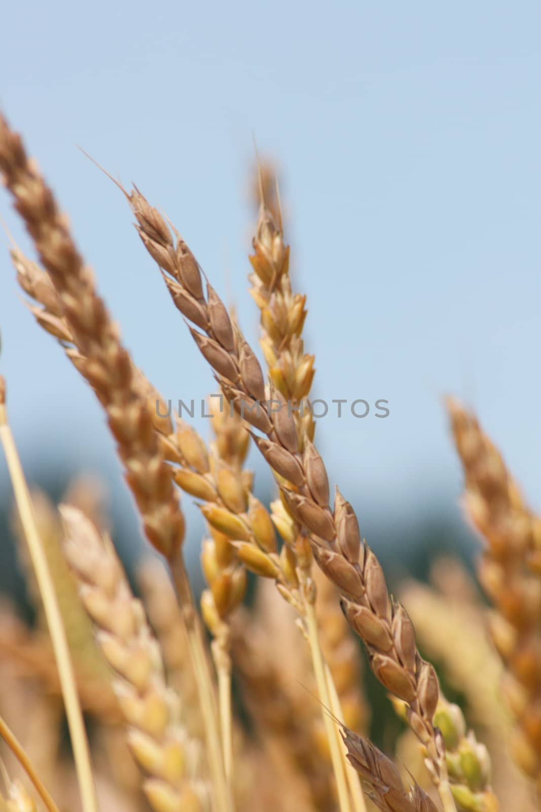 Wheat ears against the blue sky seen