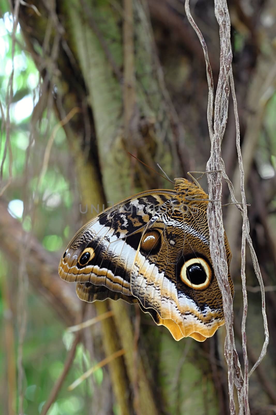 Photo shows details of colourful butterfly in the park.