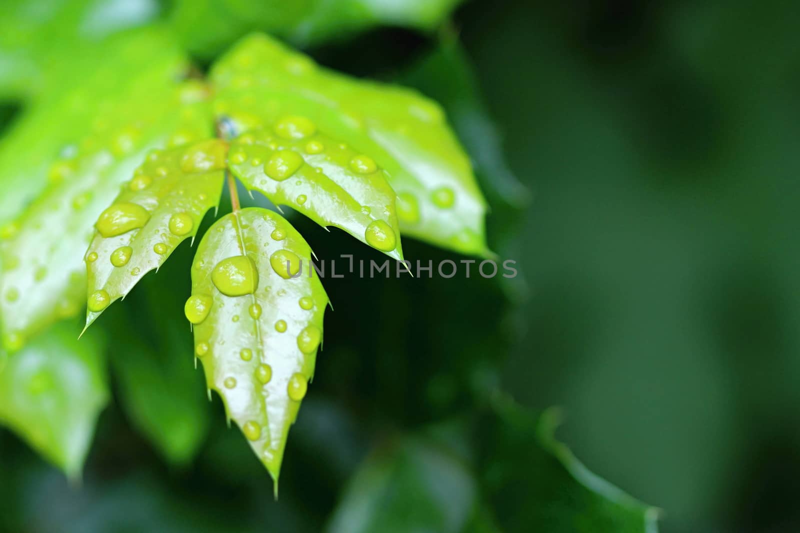 Photo shows details of water drops and green leafs in the garden.