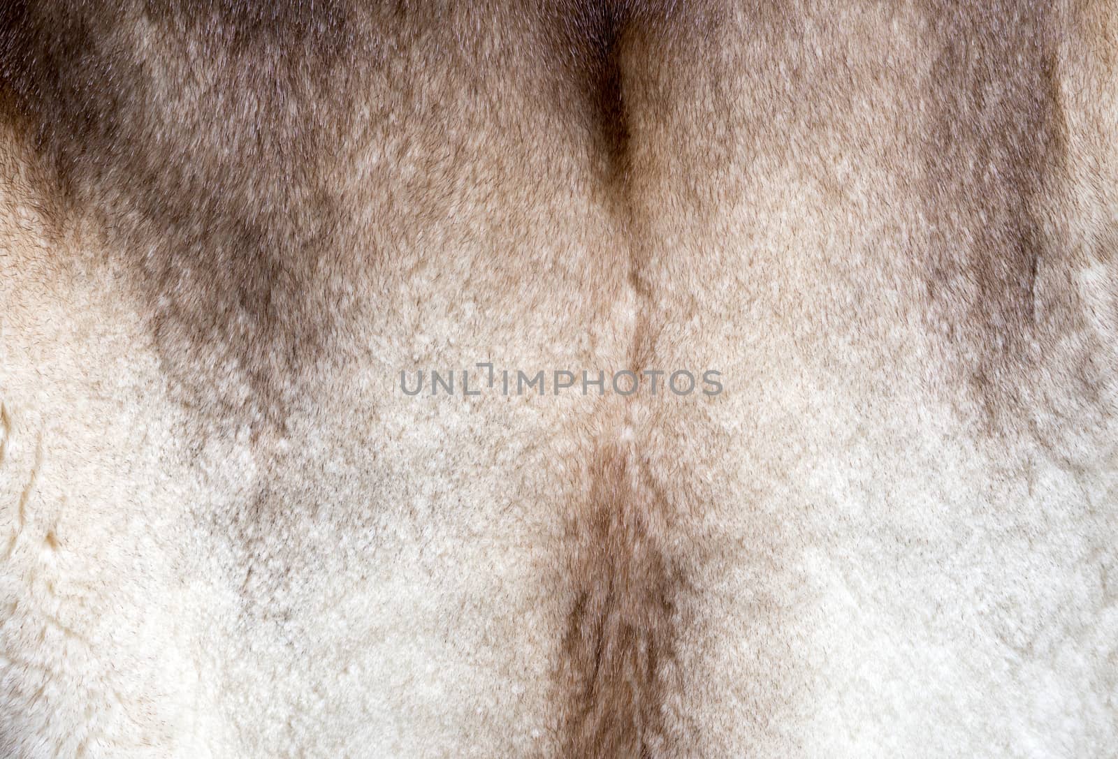 natural beautiful texture of mink fur