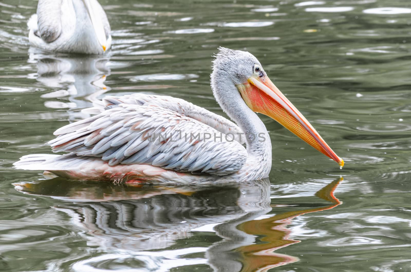 Grey White Pelican in profile floats on the water. 