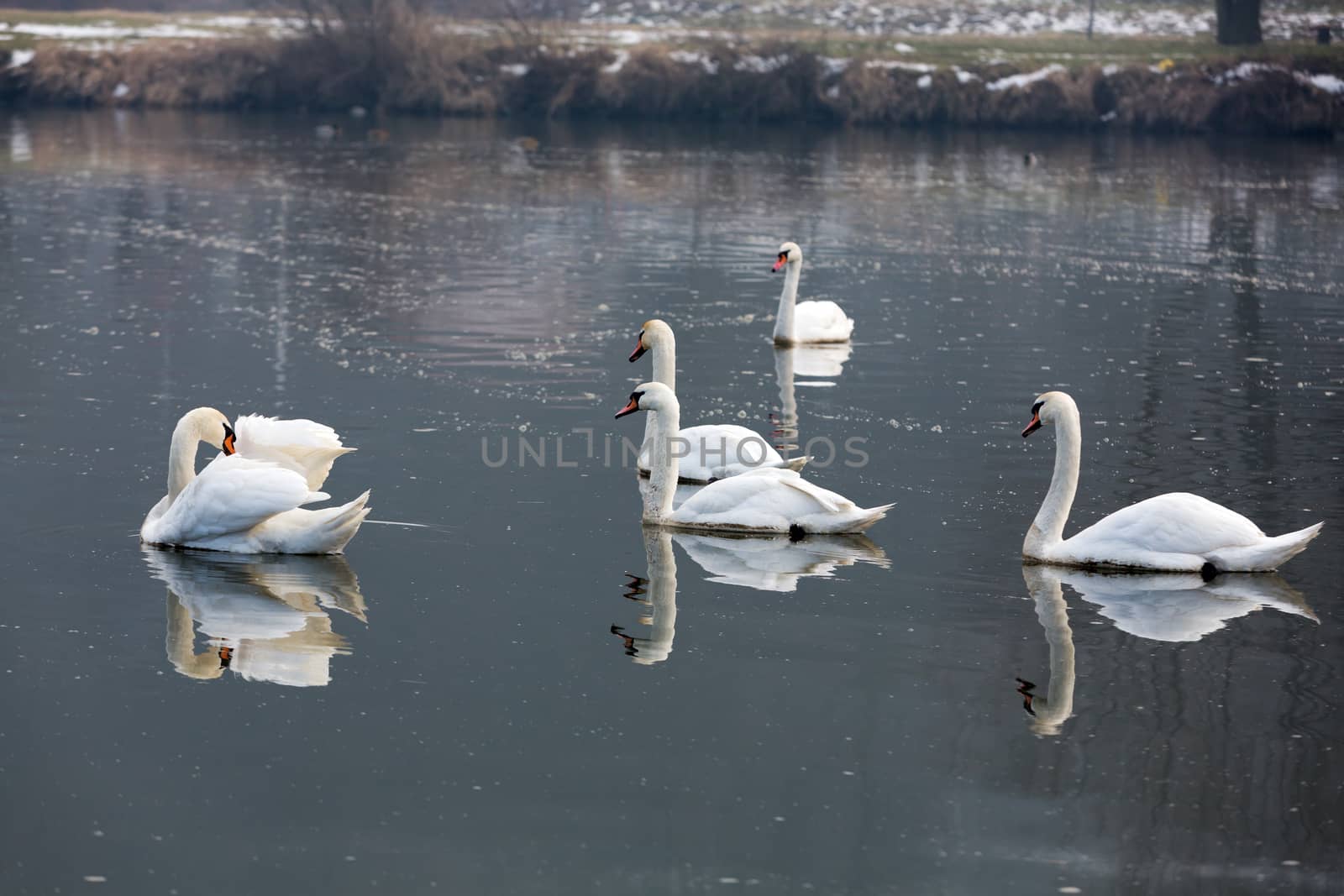 Beautiful white swans floating on the water