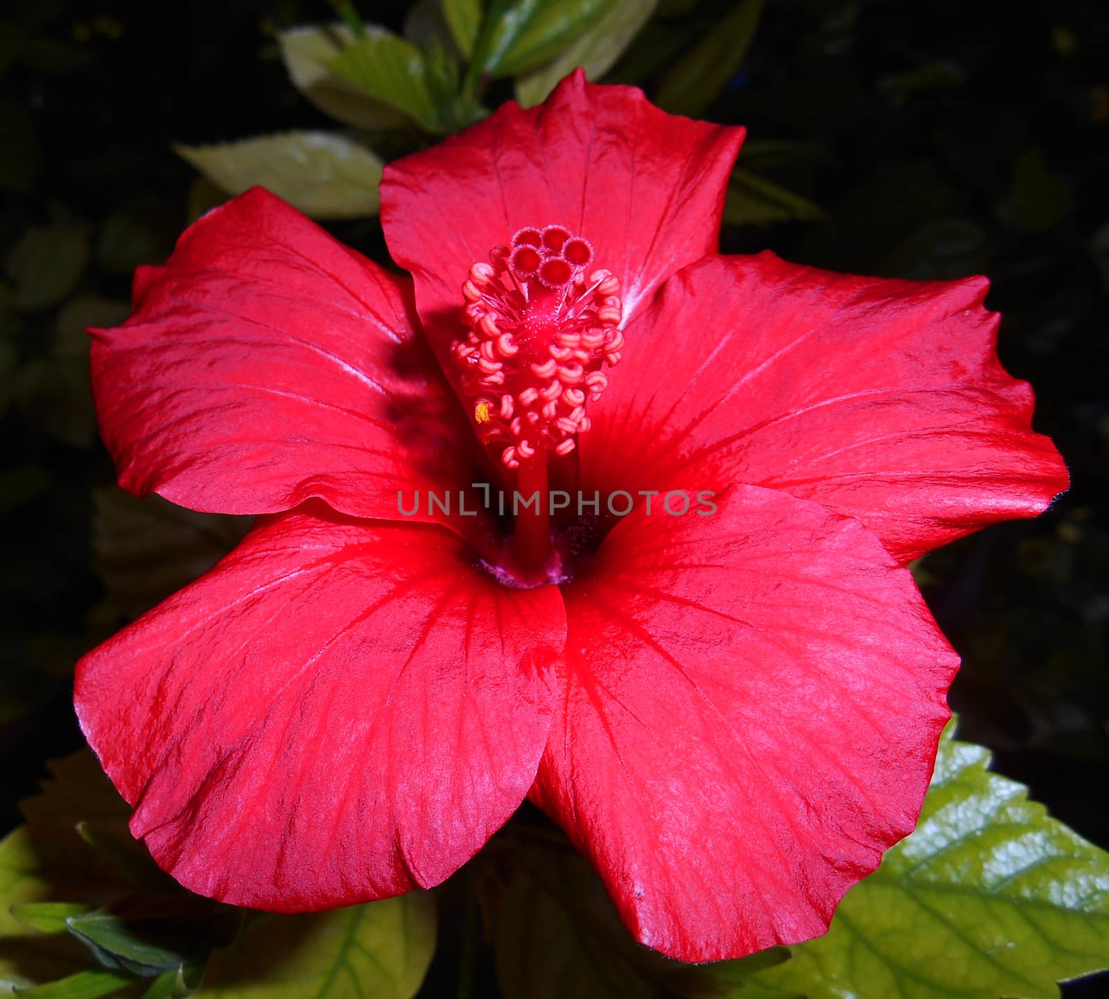 Red hibiscus on blurred background.

Picture taken on November 29, 2014.