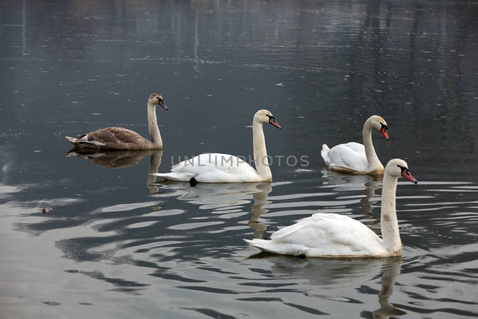 Beautiful white swans floating on the water