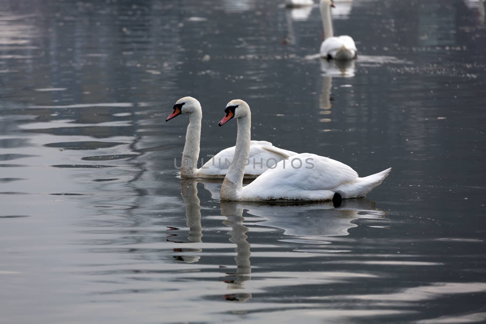 Beautiful white swans floating on the water