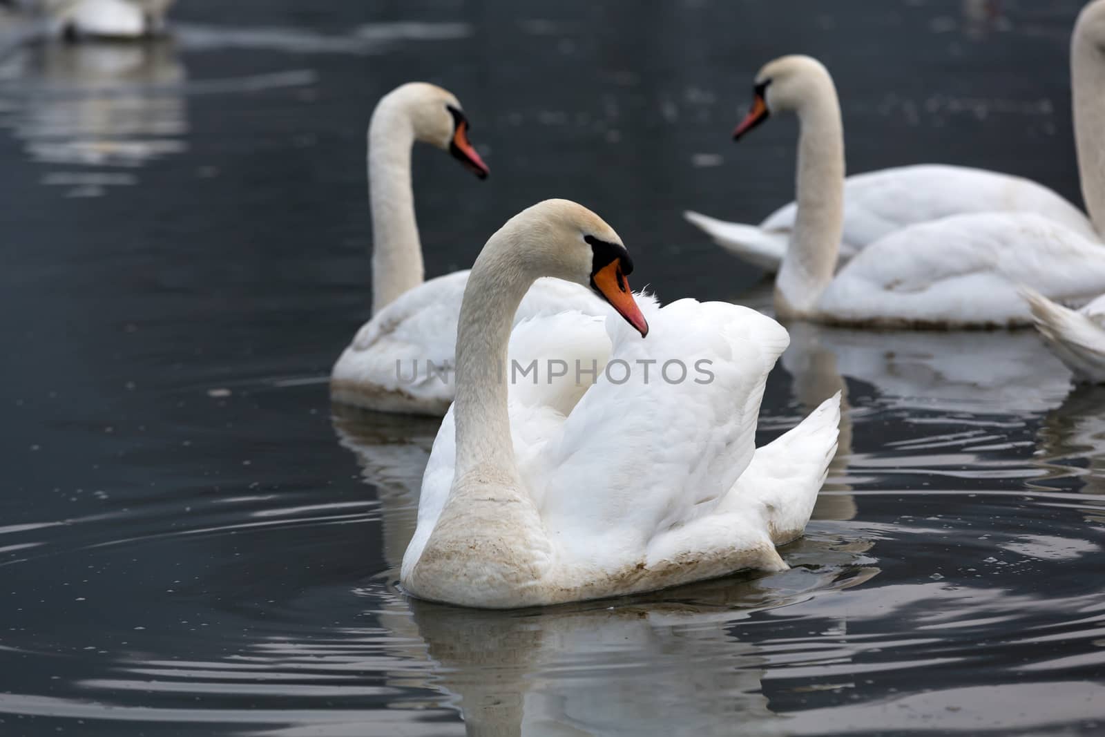 Beautiful white swans floating on the water by wjarek