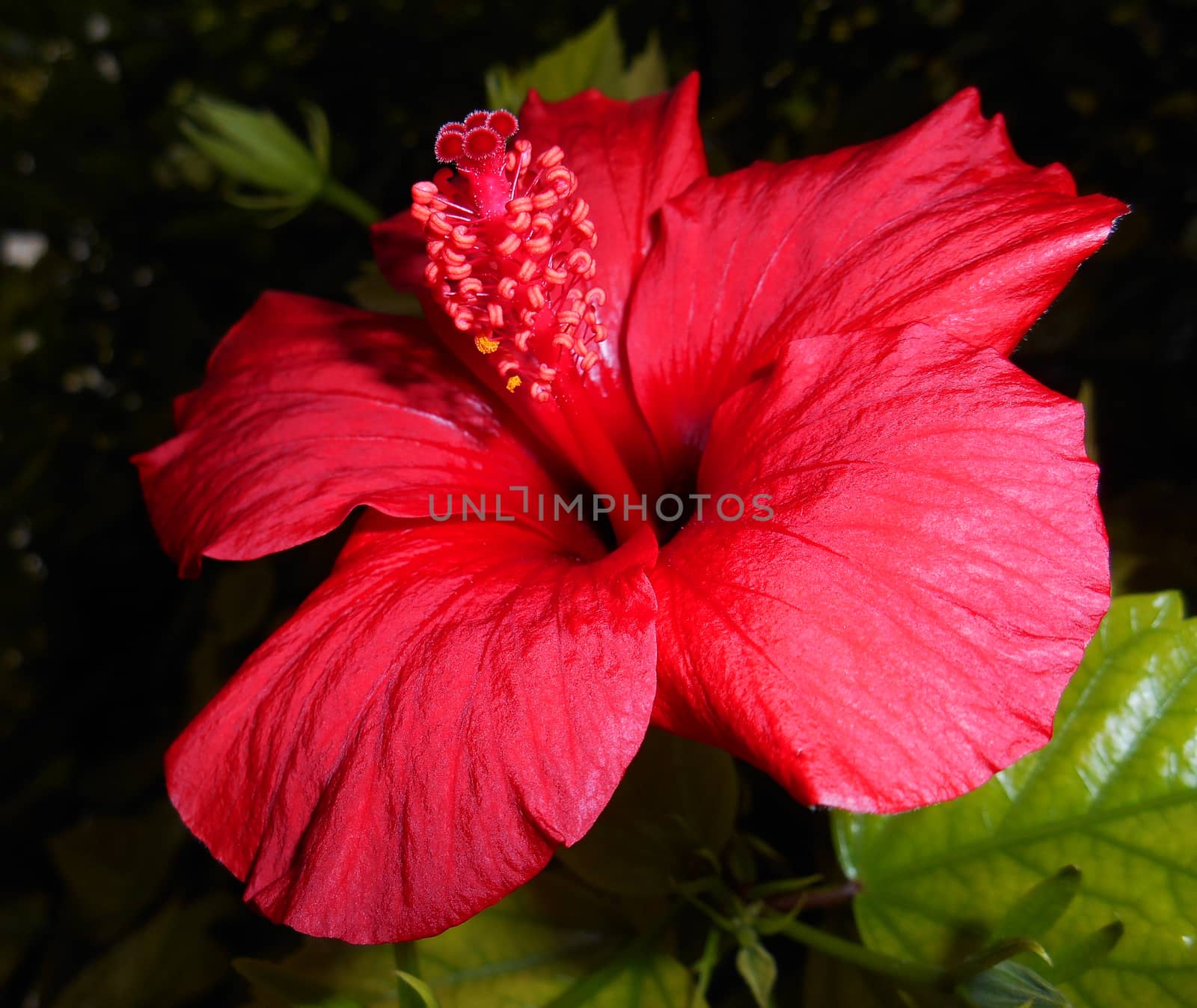 Red hibiscus on blurred background.

Picture taken on November 29, 2014.